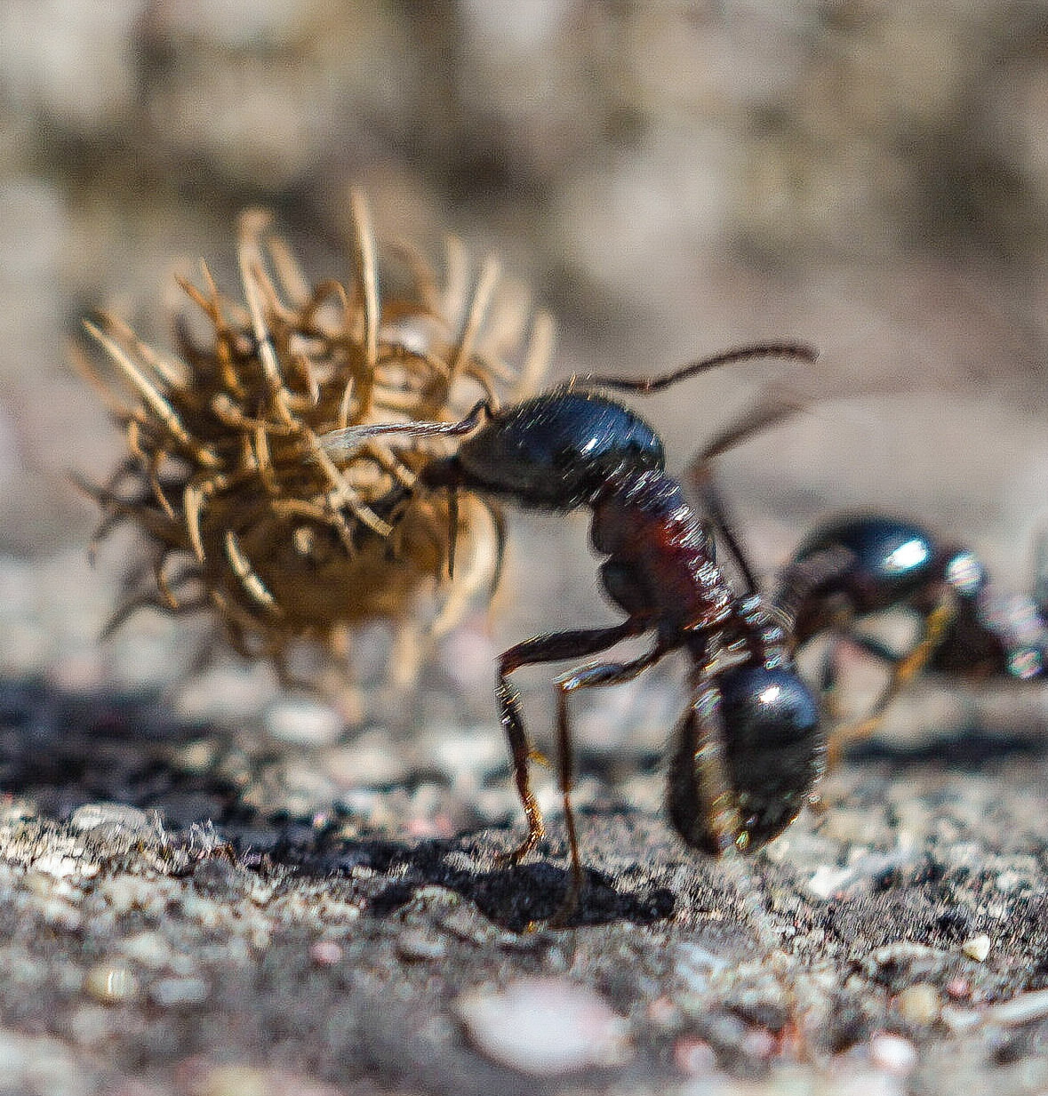 Болгарский муравей 3 