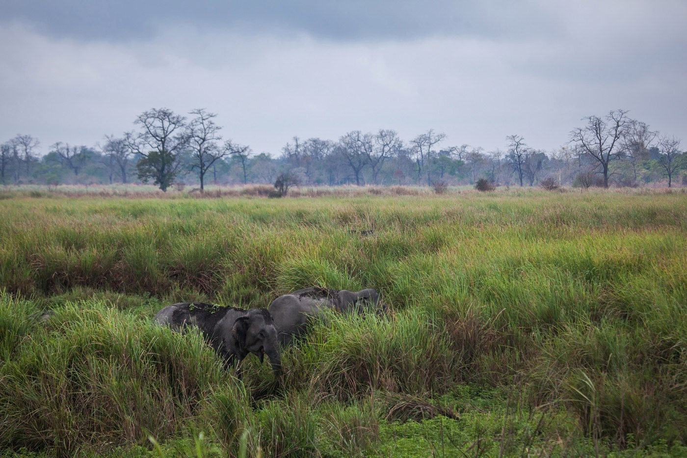 "Слоны прячутся в траве" Индия Казиранга национальный парк слоны животные путешествие