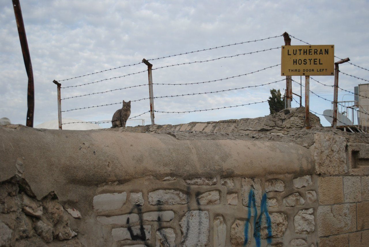 Свобода Кошачьему Мяу! Иерусалим кошка улица старый город