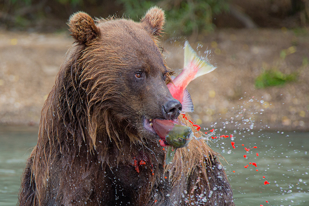 Завтрак по-Камчатски Камчатка медведь животные природа путешествие фототур икра