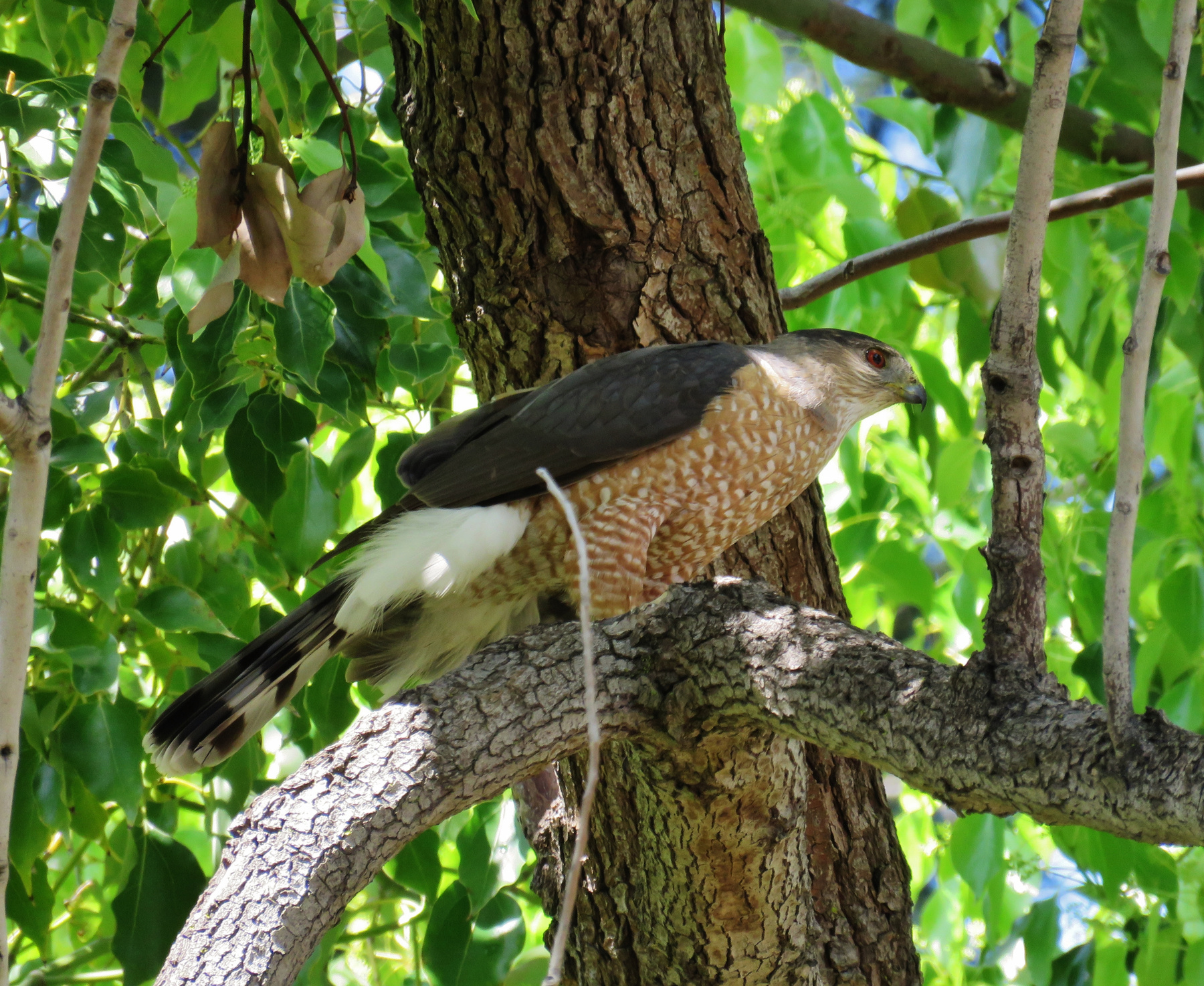 Сокол Сапсан сокол сапсан хищная птица peregrine falcon duck hawk bird of prey raptor falco peregrinus