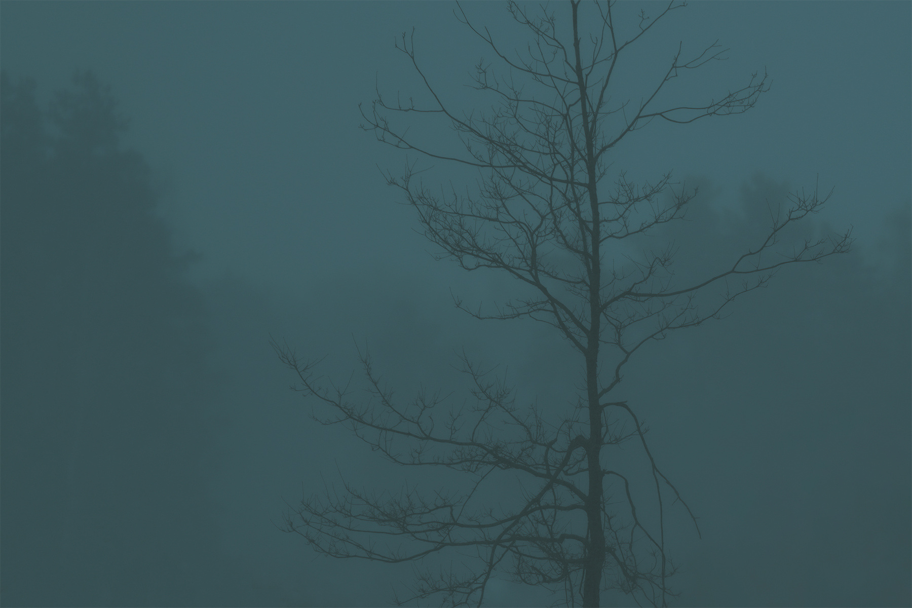 Дерево в тумане. дерево туман лес мистика