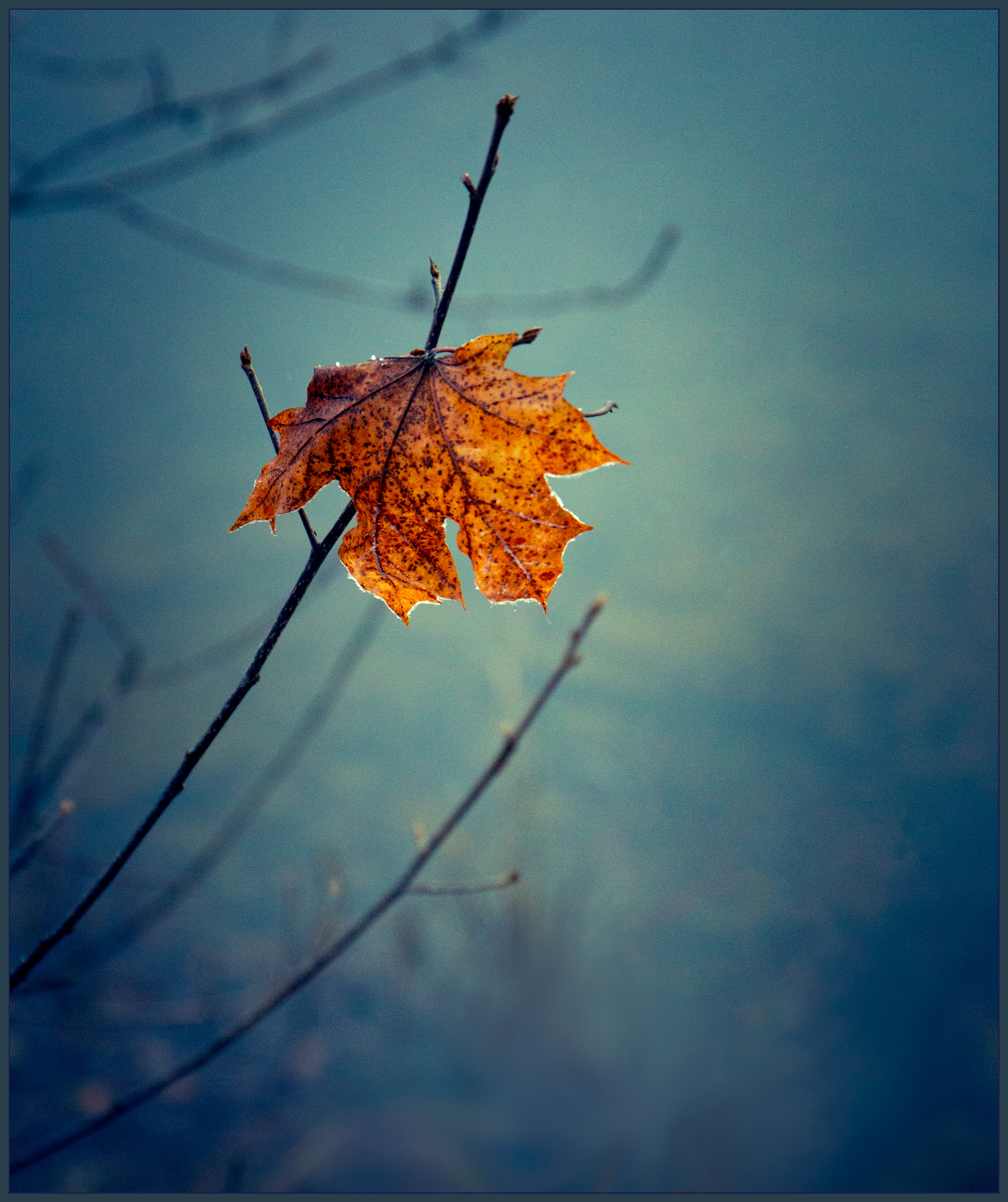 Последний лист. autumn leaves
