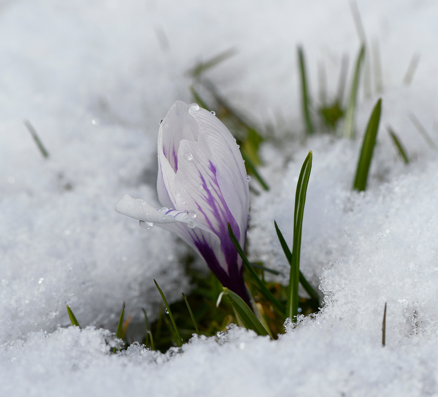 Весенний крокус Цветок крокус снег весна