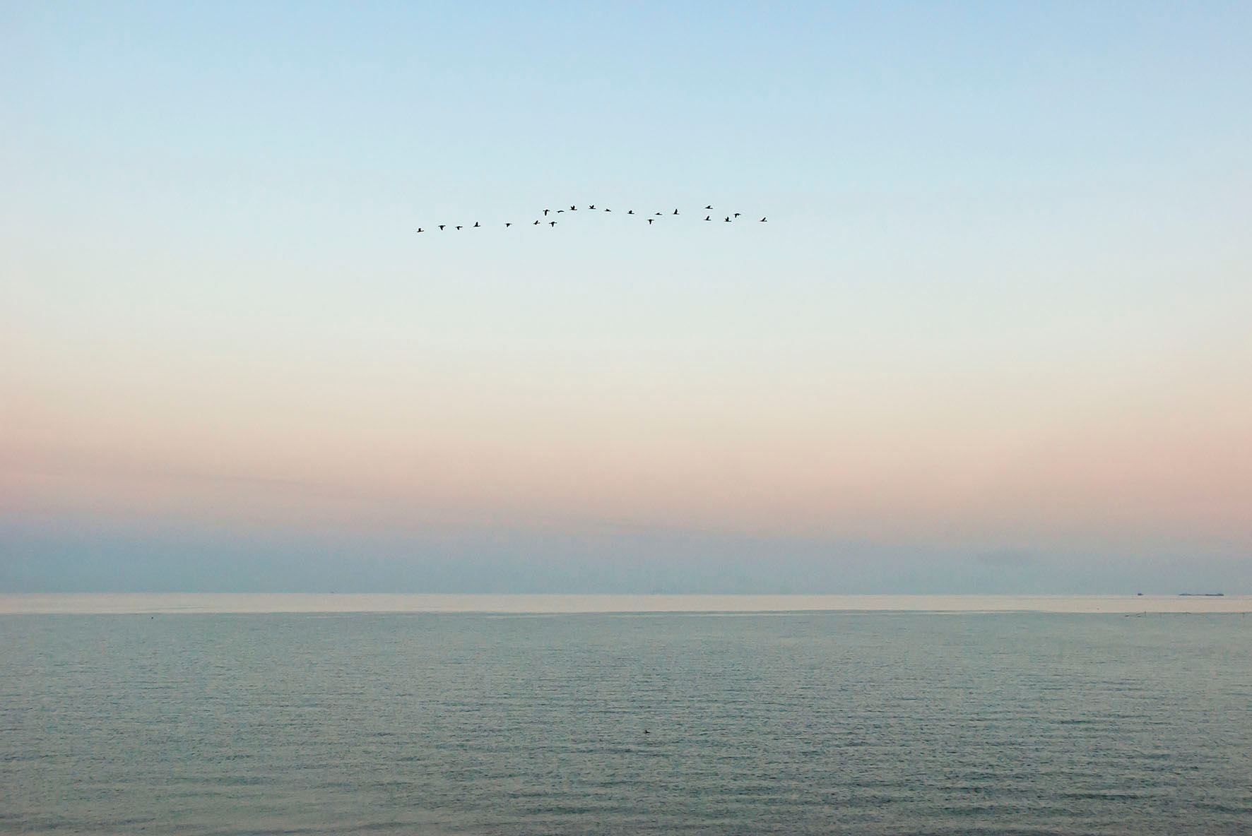 Утро над Керченским проливом. азовское море керченский пролив птицы бакланы утро