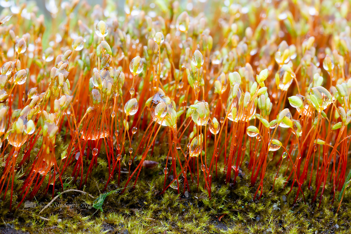 В мире мха мох макро капли дождя природа микромир