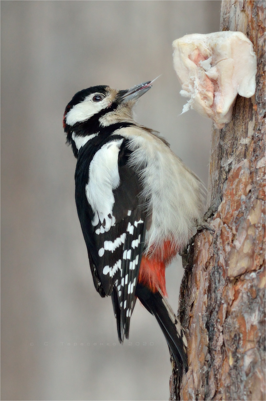 * фотоохота птица природа пестрый на сосне лес зима дятел dendrocopos major