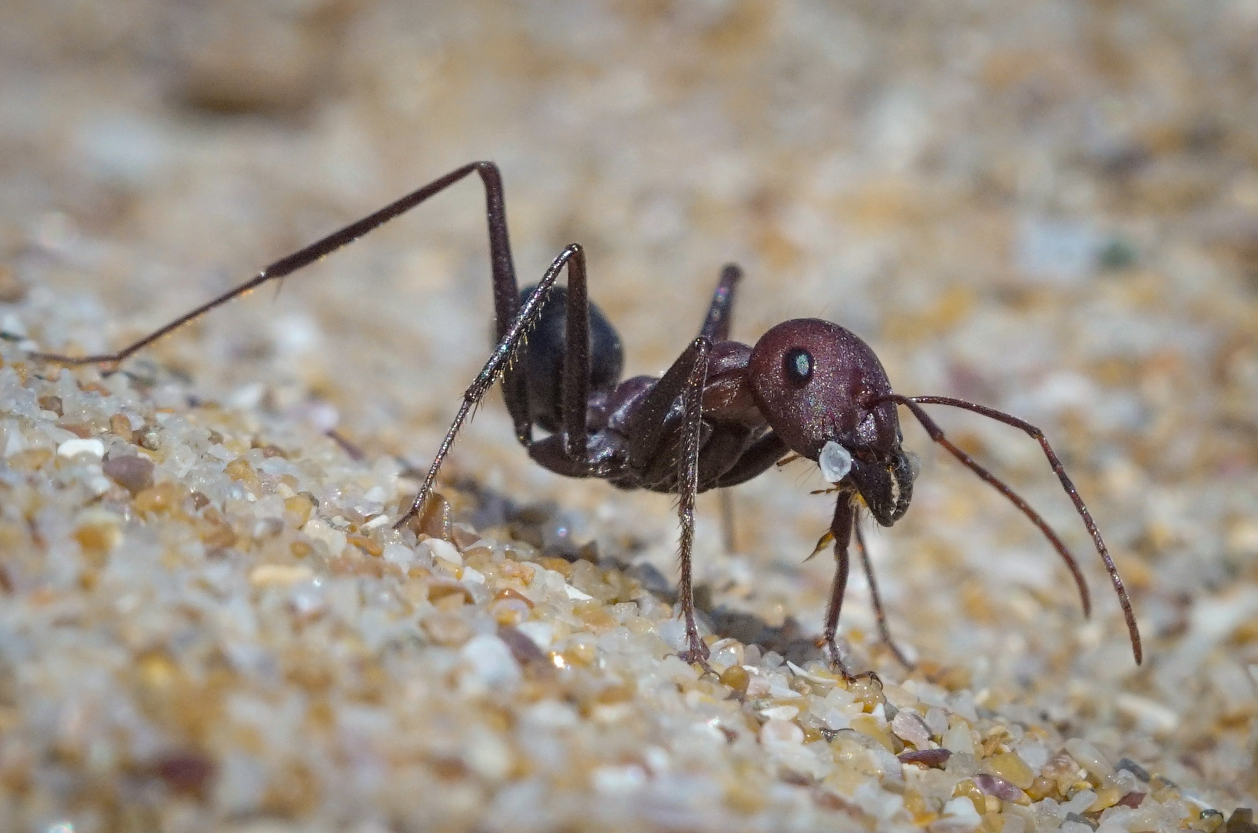Болгарский пляжный муравей 