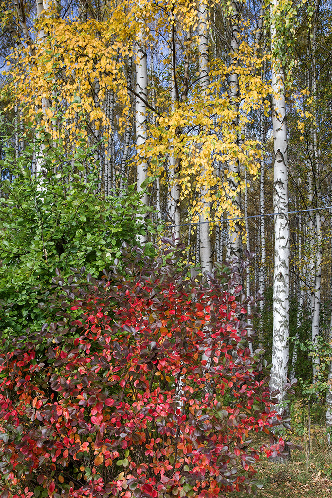 Палитра осени краски осень листья