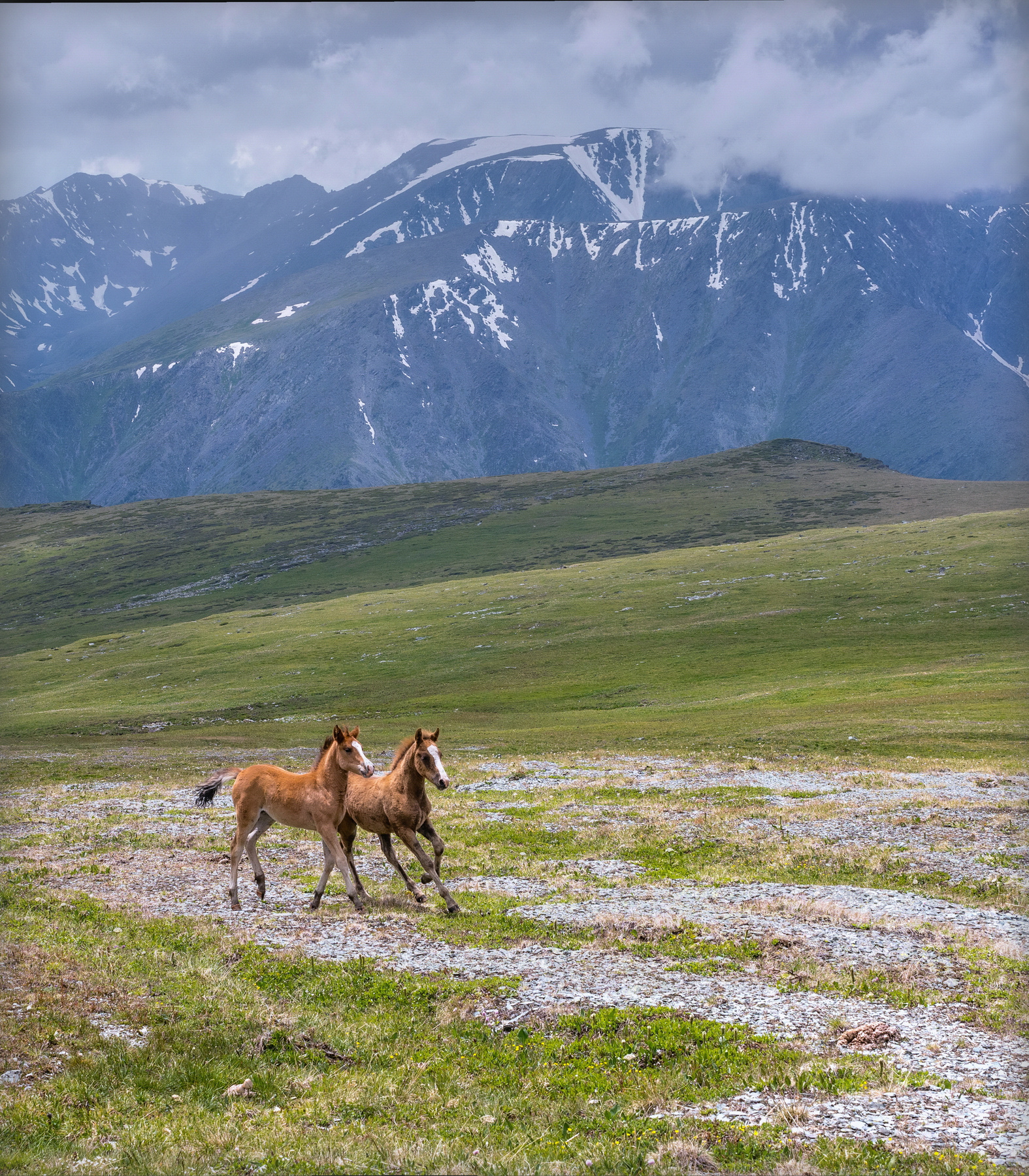Догоняшки. горы алтай горный жеребёнок конь конёк гора пейзаж природа россия ник васильев красота