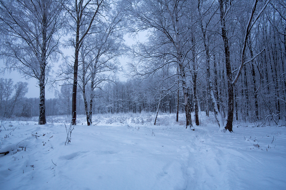 В белый снег весь лес одет... лес зима снег вечер