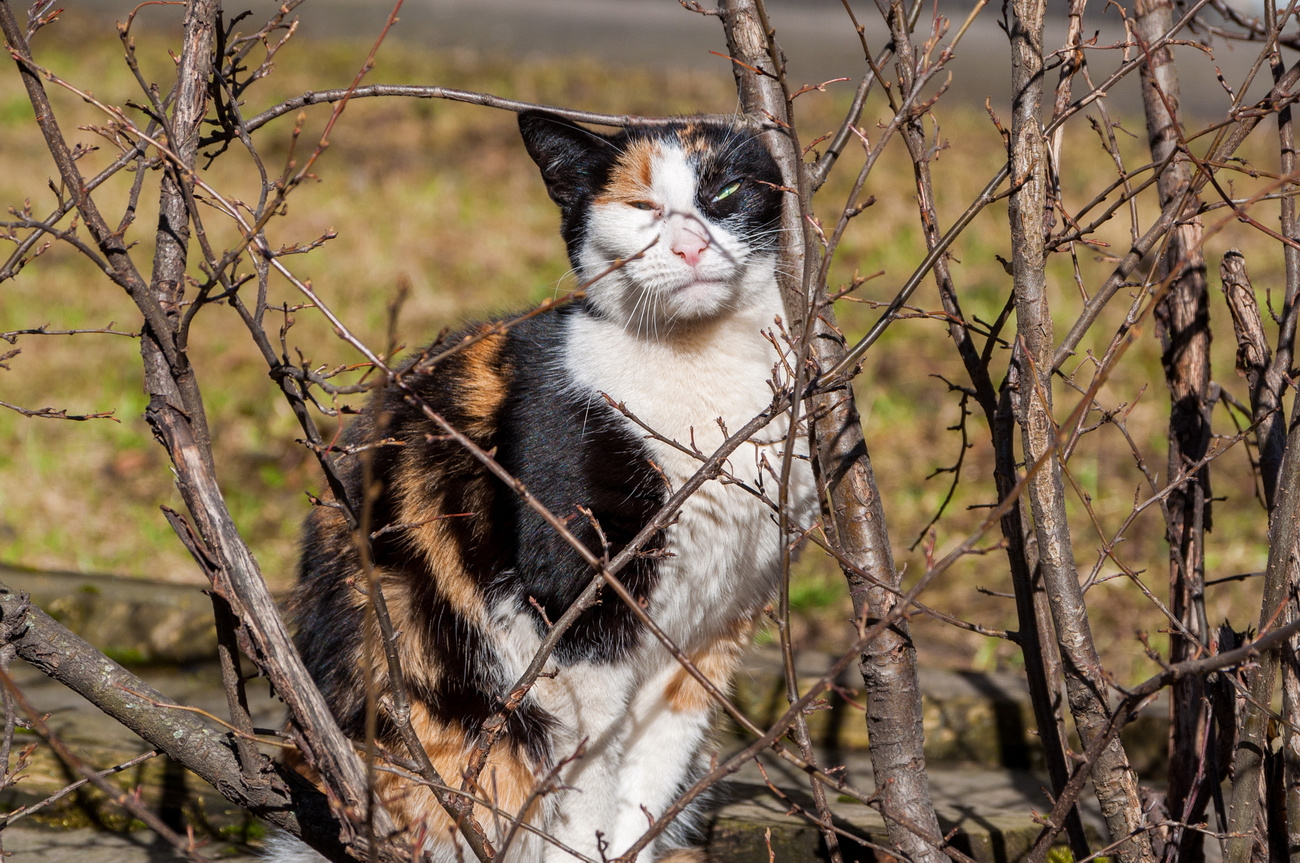 Кошка в рамках дворовой природы кошка весна дворы