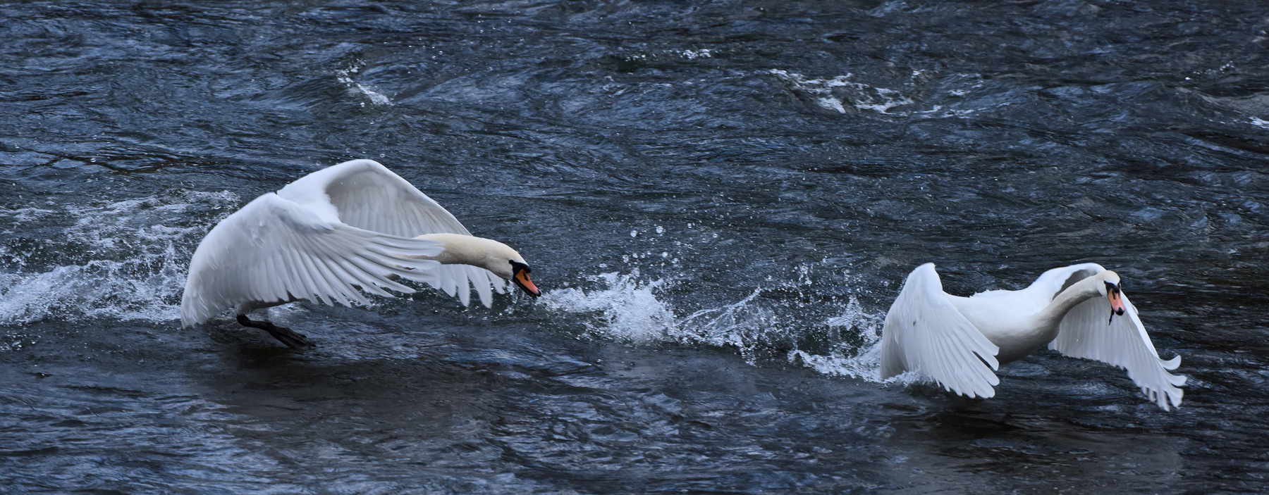 Весенние разборки утро река лебеди разборки