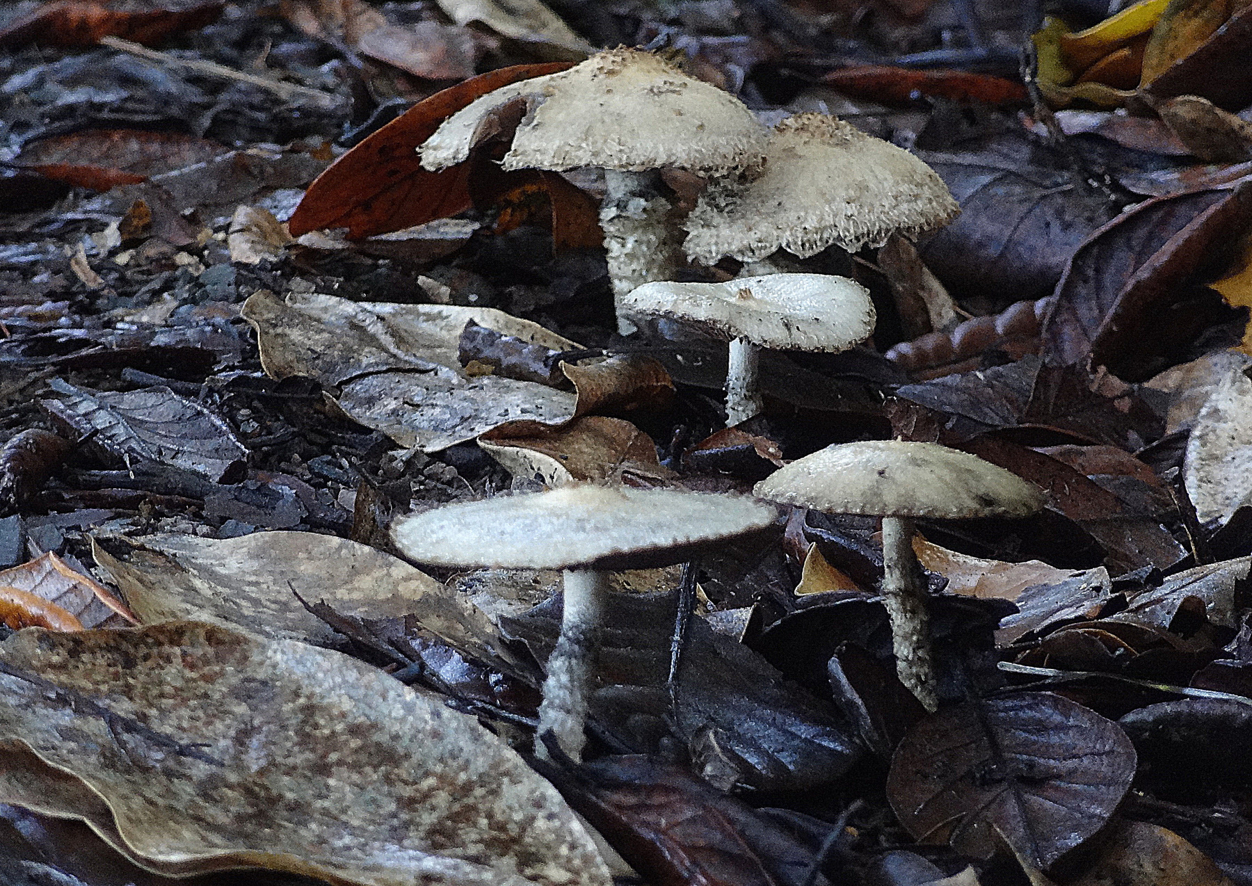 Поздняя осень*** природа осень грибы