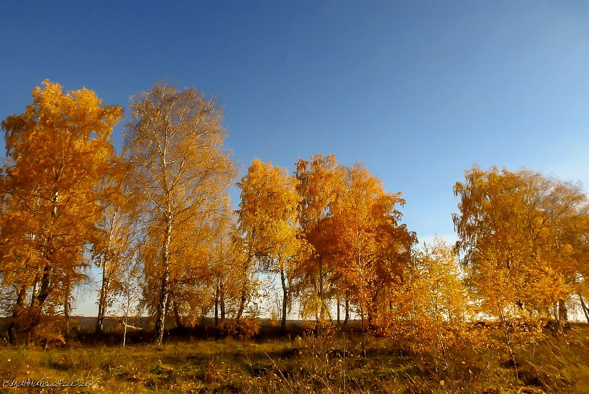 Золотые берёзы пейзаж природа осень лес