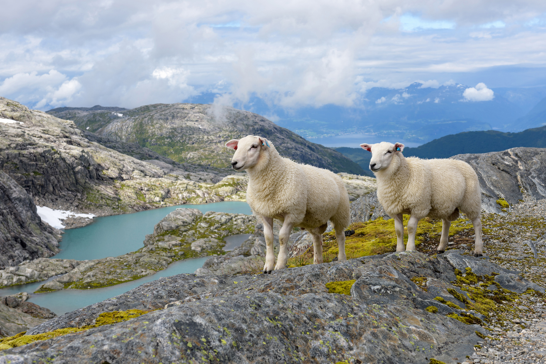 Овцы овцы Норвегия