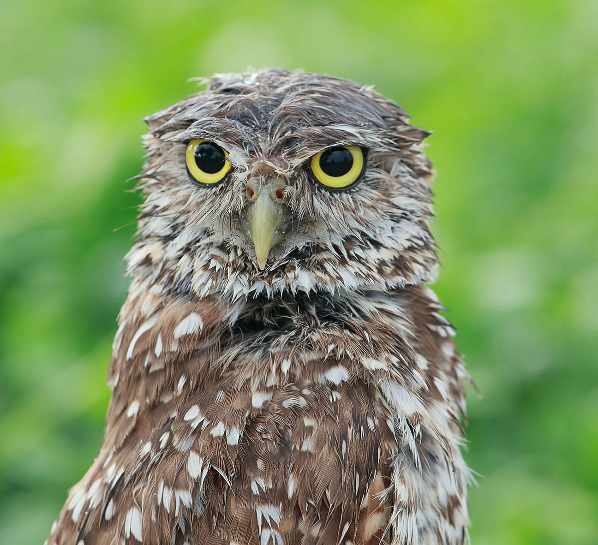Портрет сыча - Burrowing Owl 