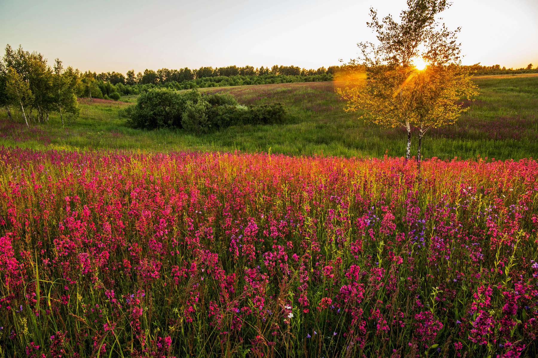 Гвоздичная поляна природа пейзаж лето вечер закат смолка татарстан новаятура