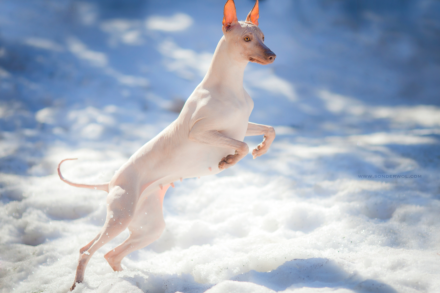 снежинка)) собака перуанская голая данте ксоло лысые собаки Фарра