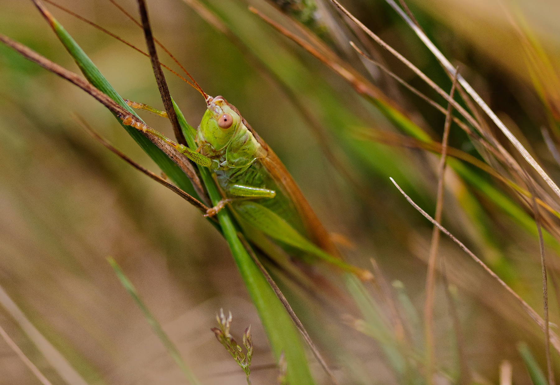 В траве сидел кузнечик насекомые иакро трава кузнечик зеленый природа