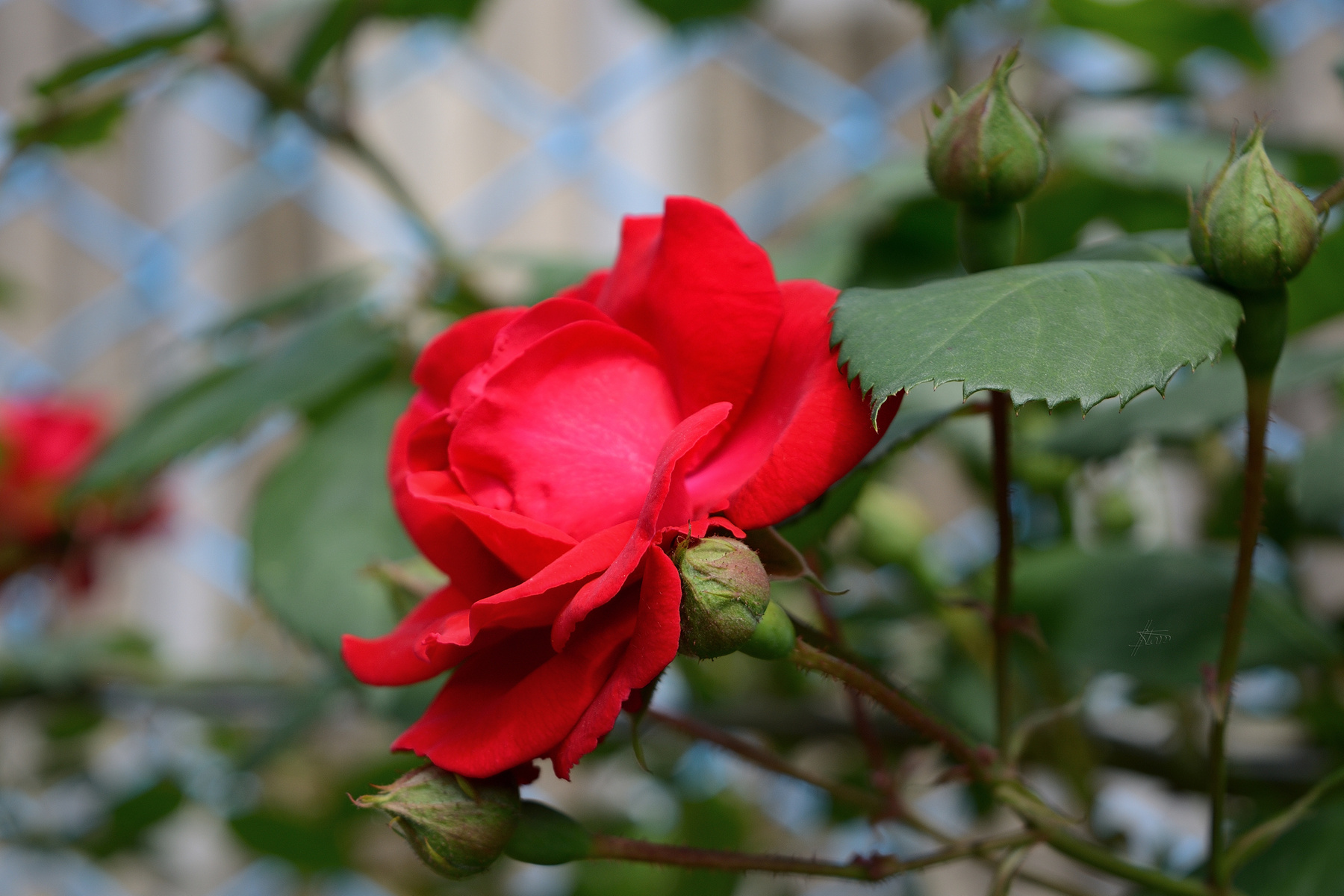 Розы весна природа май цветение розы вьющиеся красные 20160522