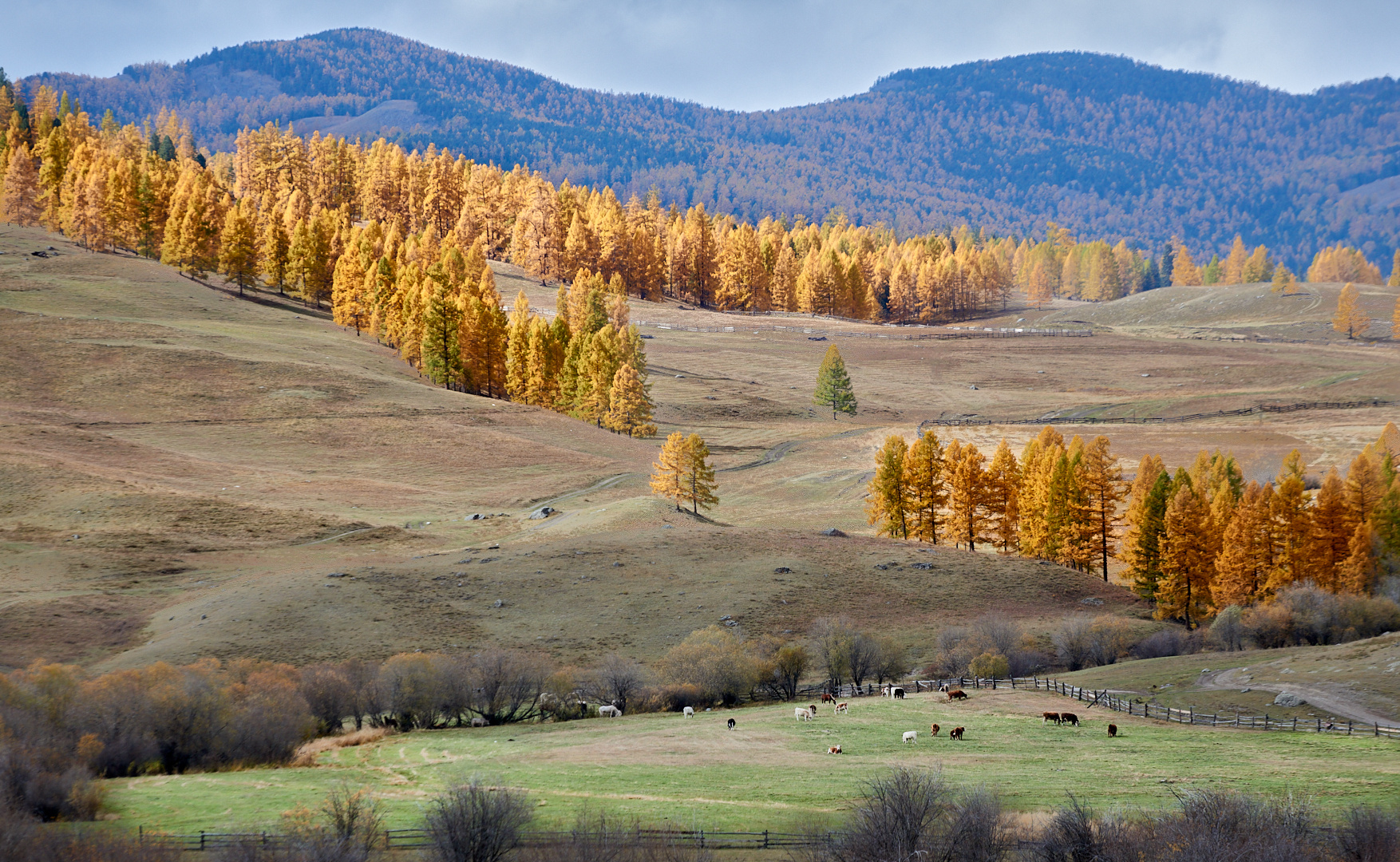Алтайская осень 
