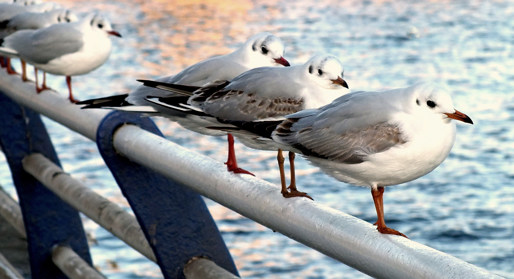 Фотомодели )) февраль закат набережная чайки днепр зима