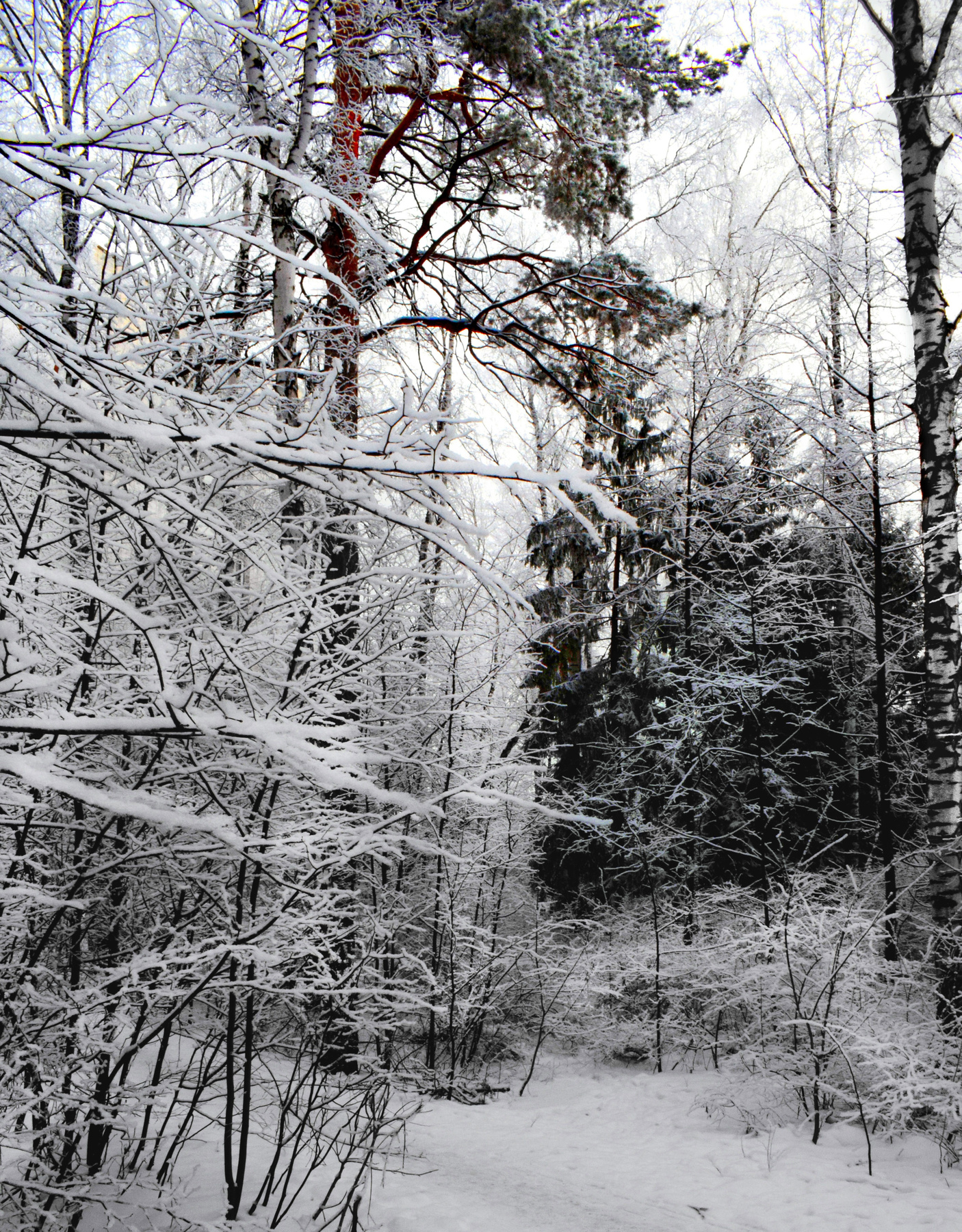 Муравьиный лес зимой. зимний пейэаж лес деревья в снегу