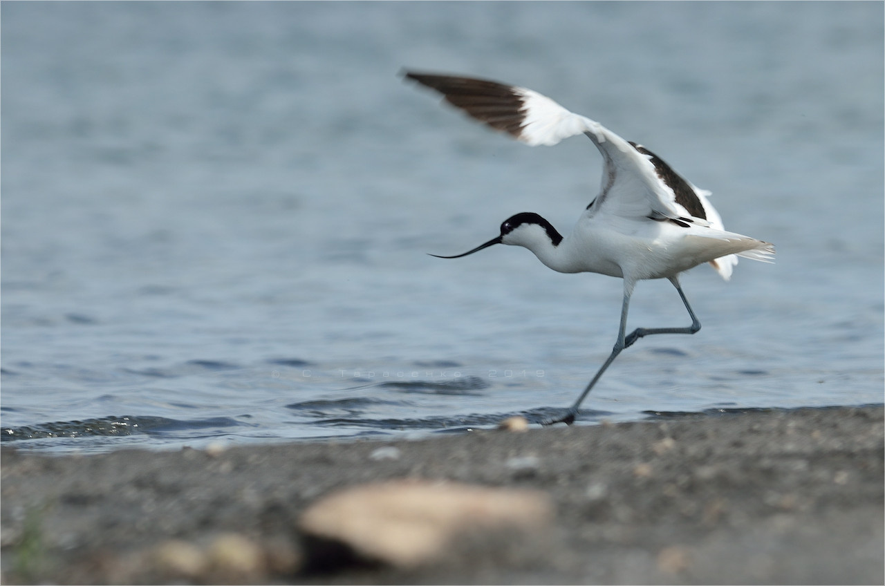 * Шилоклювка Фотоохота Птицы Природа Озеро На берегу Красная книга Дикие птицы recurvirostra avosetta