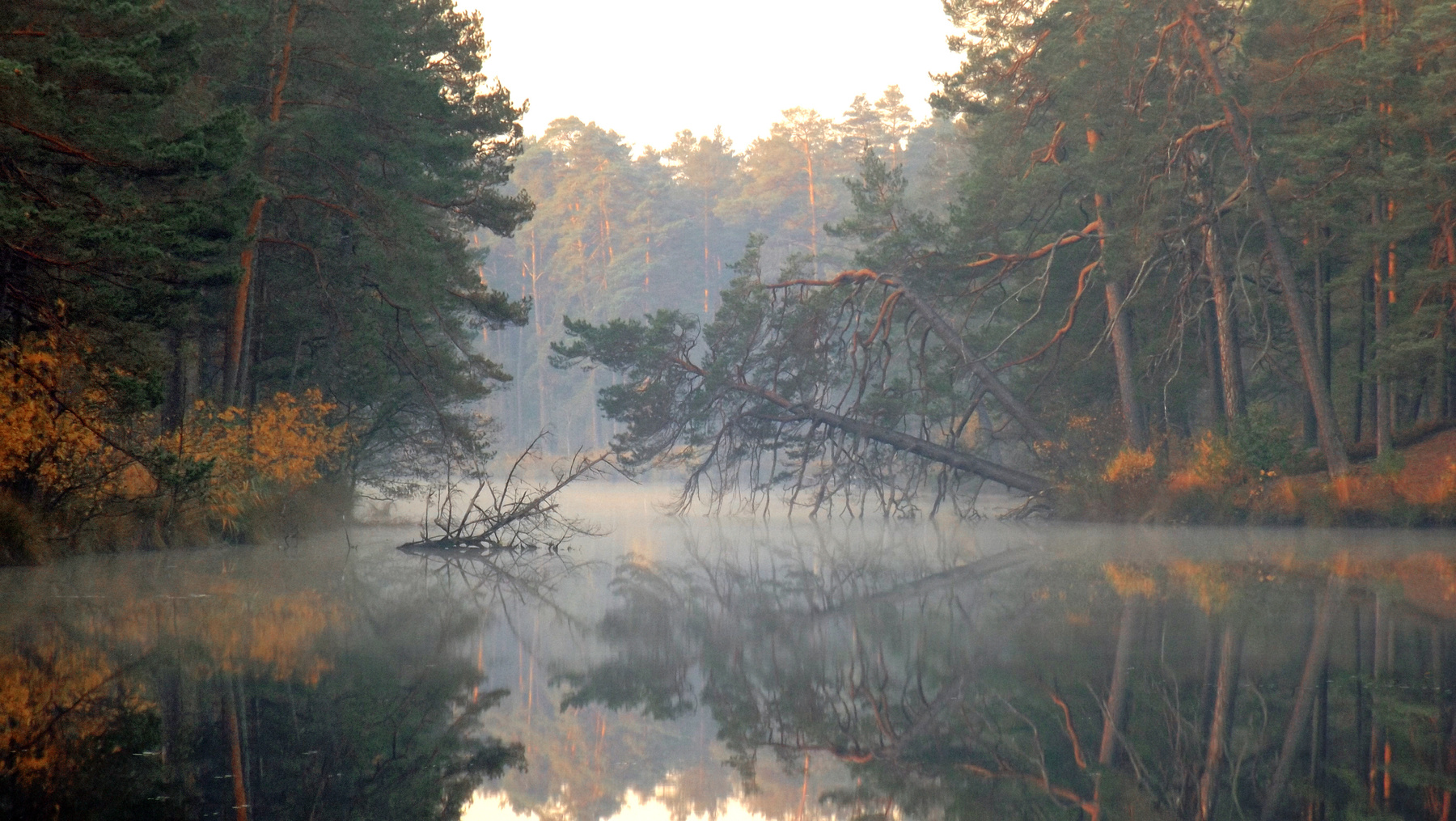 *** сосны.озеро.туман.дымка Garezeri-Lilaste.Latvija