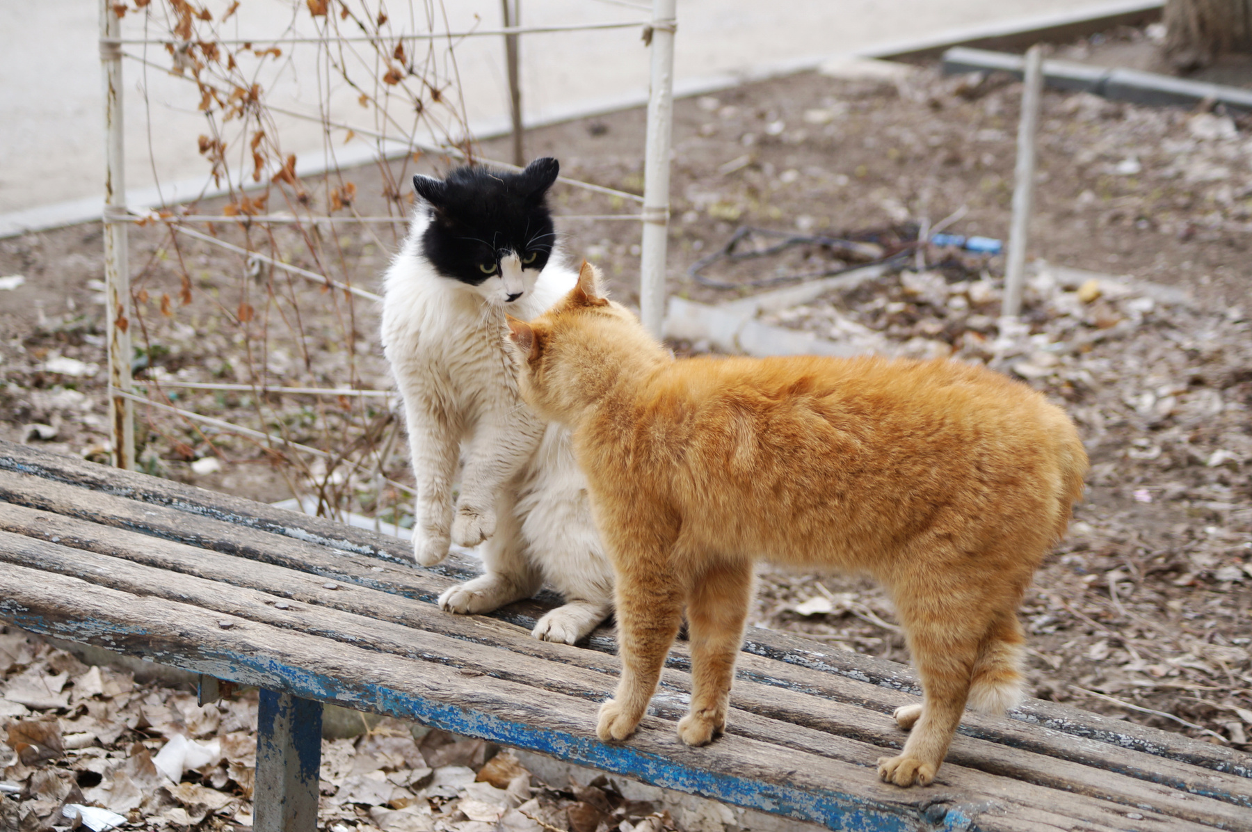 Противостояние весна Волгоград кошки