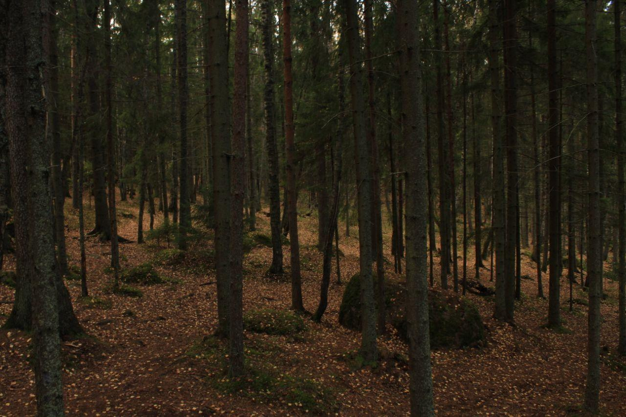 Монрепо Монрепо осень Осень Выборг Ленинградская область лес лесопарк