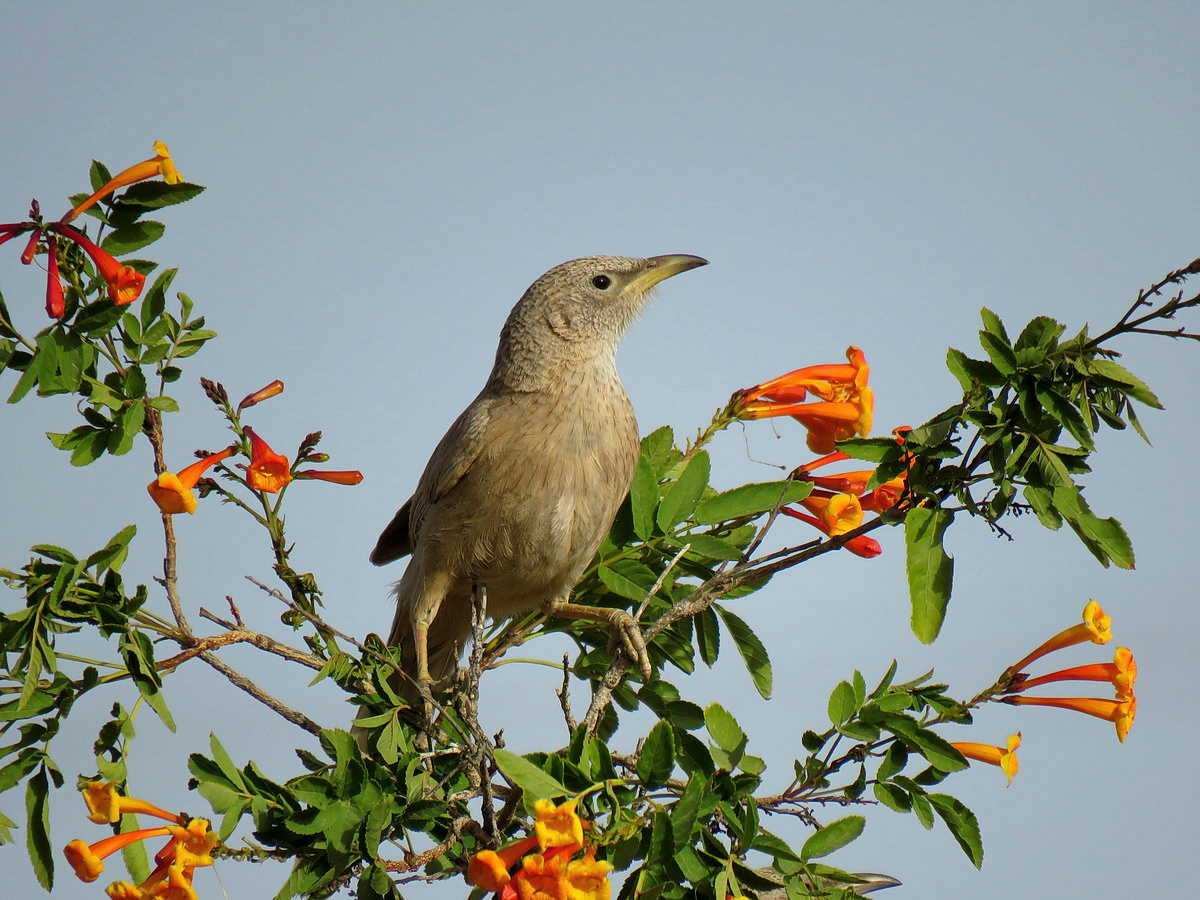 Дроздовая тимелия в цветах кампсиса тимелия птица цветы