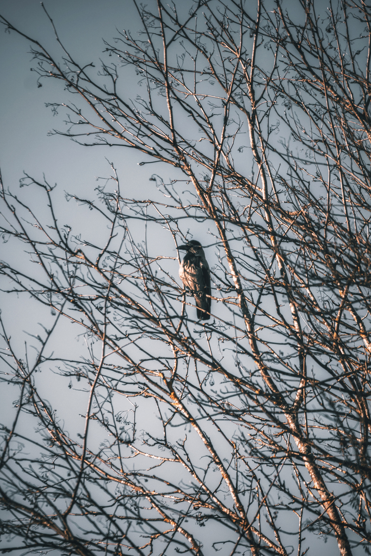 Bird*** Птица ворона природа пейзаж дерево небо фото фотоаппарат фотодня красиво