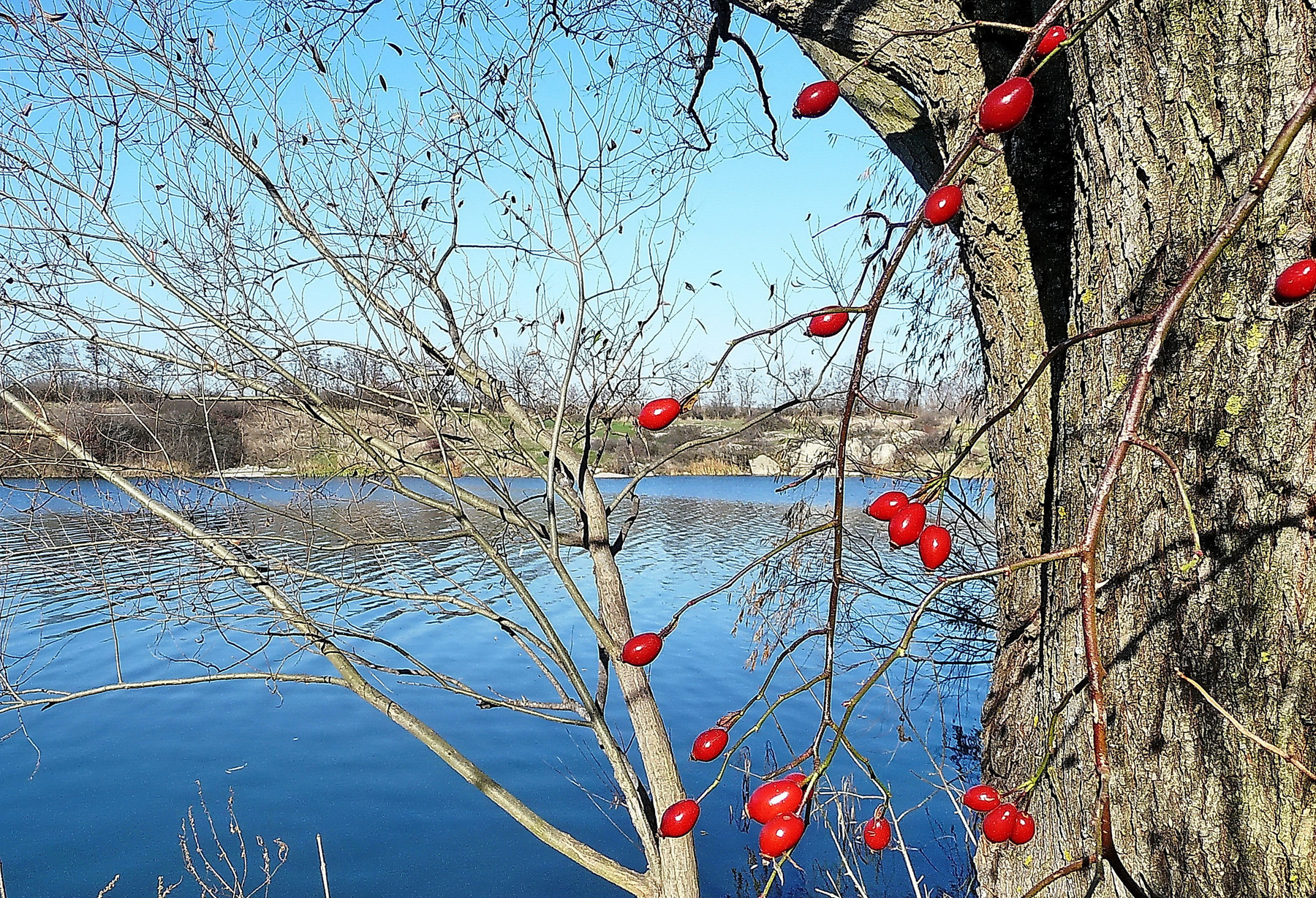 Шиповник плоды ягоды цветы речка деревья шиповник