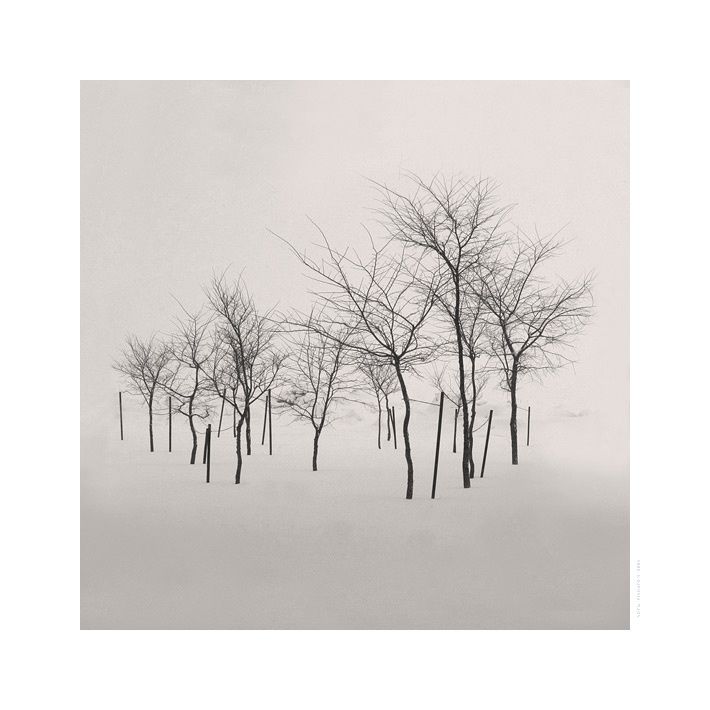 безмолвие №2 деревья снег сдержанный ритм безмолвие тишина ветвей рисунок
