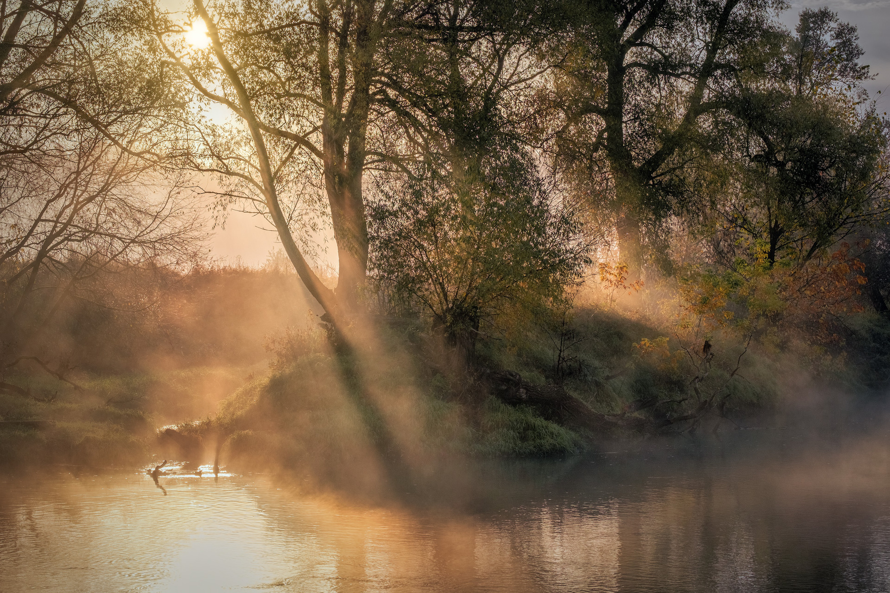 На том берегу истра река утро рассвет туман солнце лучи свет осень пейзаж октябрь