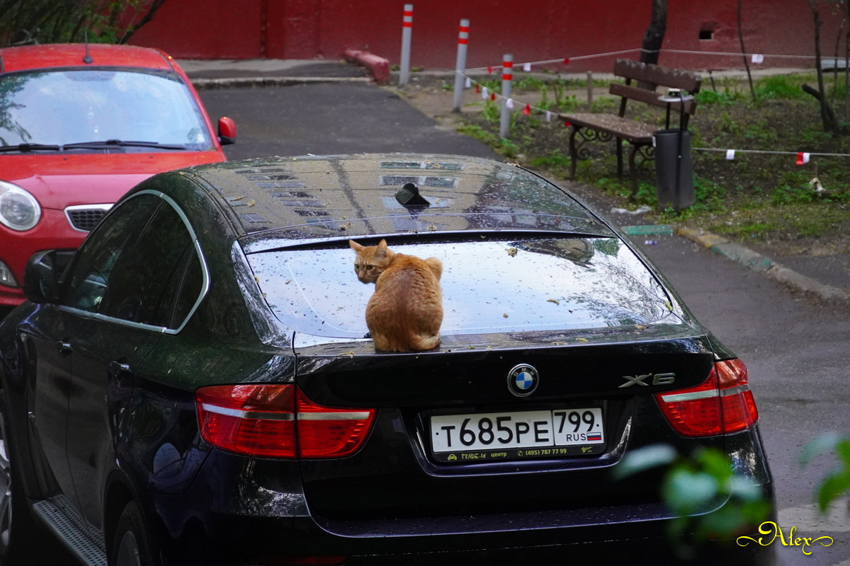 Сеня обхаживает машины кот Сеня машины двор пасмурно рыжий