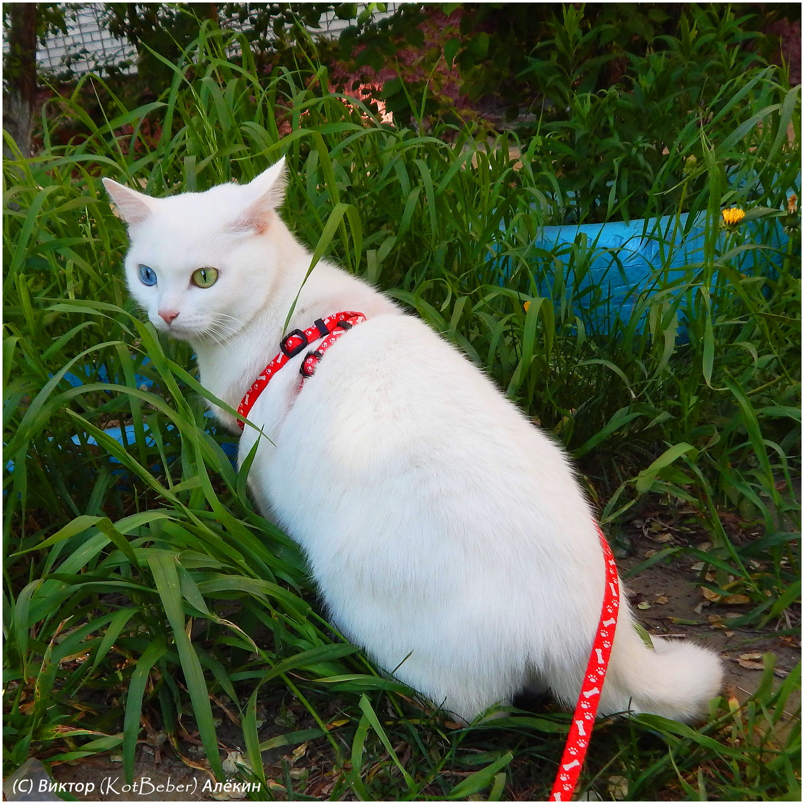 Белоснежко-прогулочное белые кошки white cats белоснежка котофото
