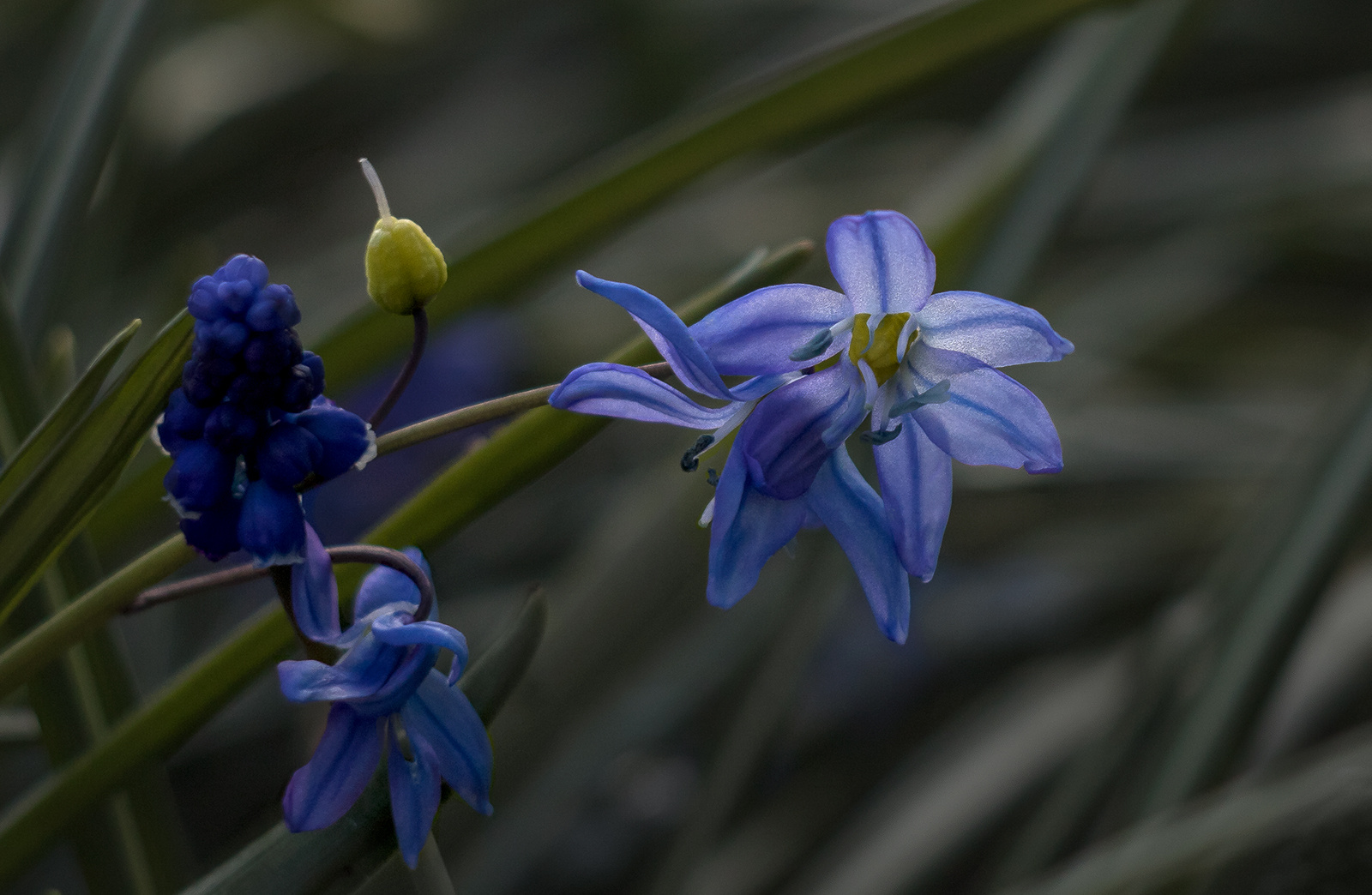 Цвет настроения синий пролески мускари цветы