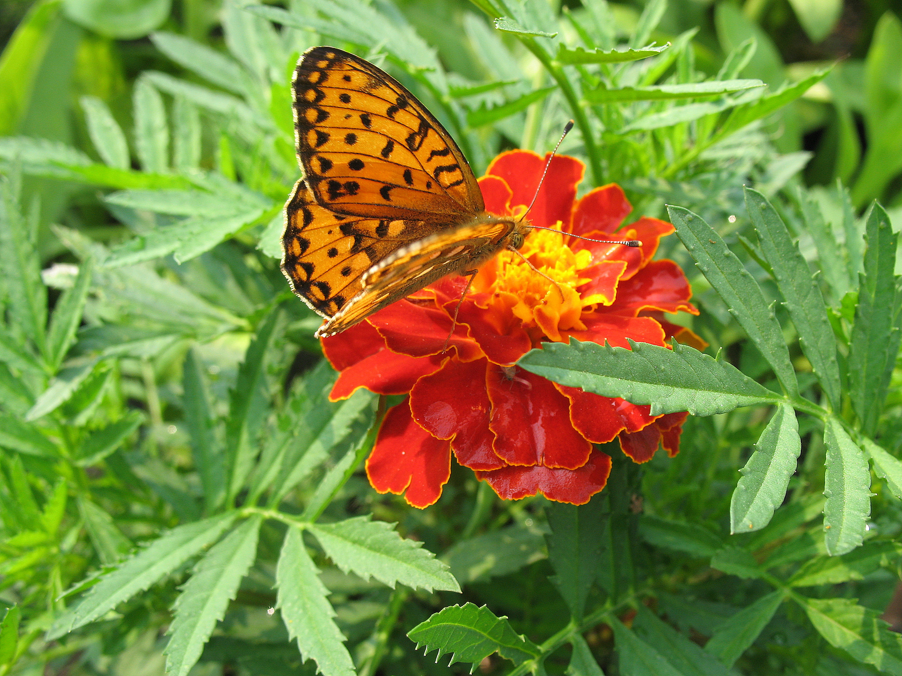 Цветок и бабочка природа лето флора фауна цветы макро насекомые бабочки