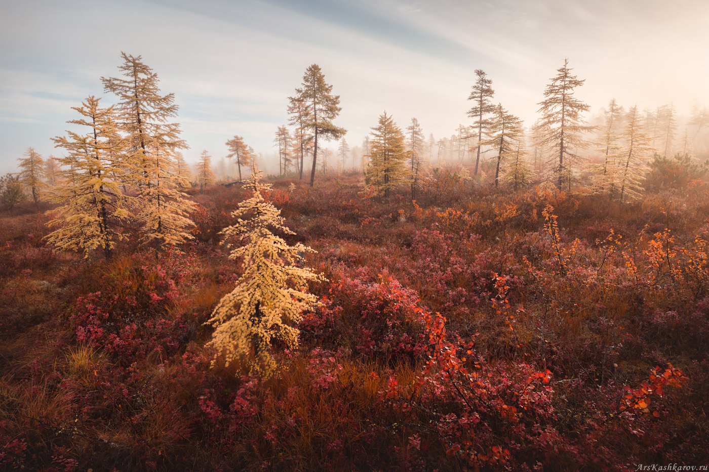 "Голубичная лесотундра" Магаданская область осень краски осени туман голубика лесотундра