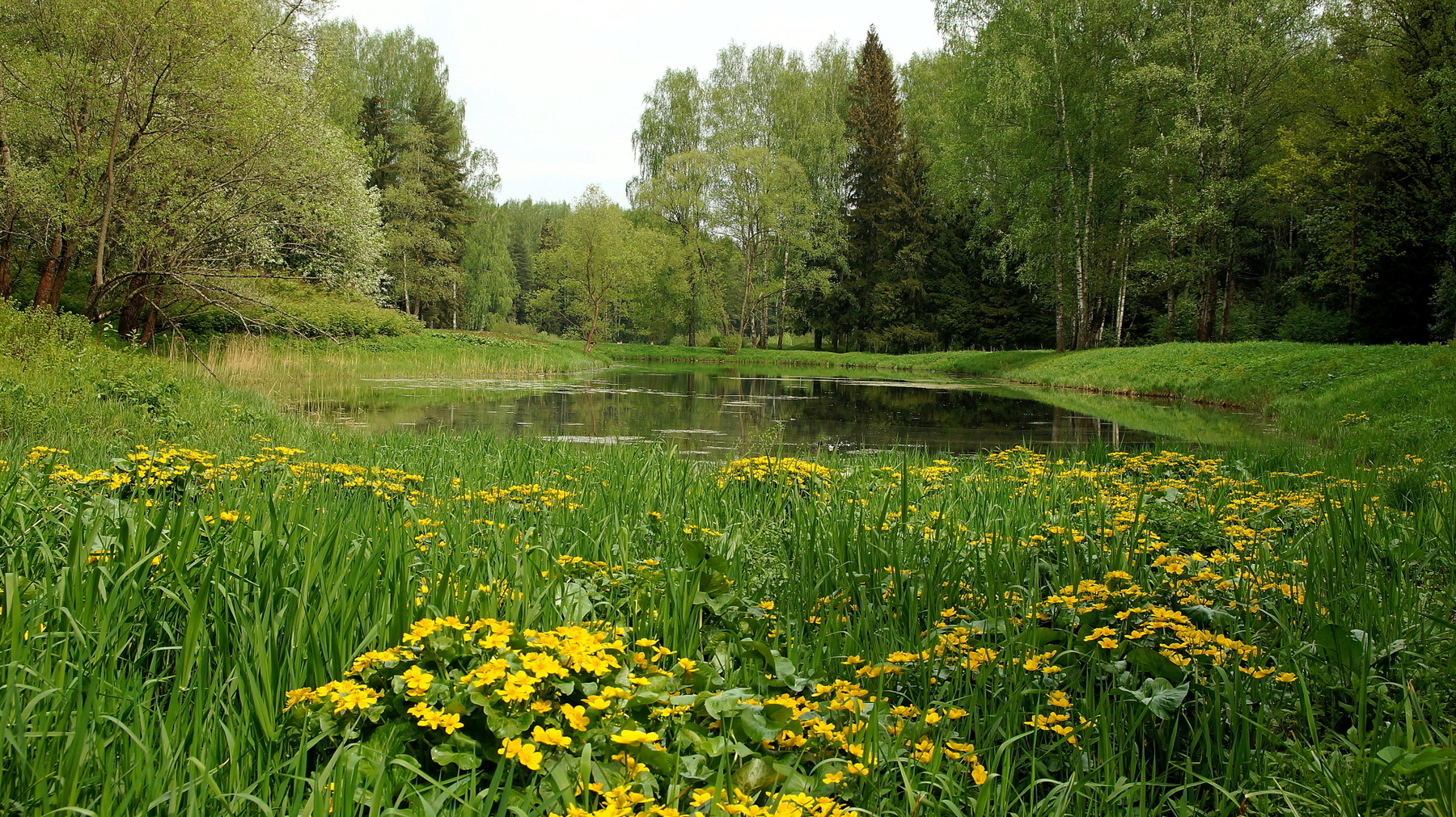 Пруды Павловского парка Павловский парк весна пруд лес