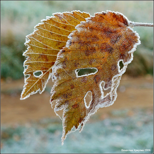 Первые заморозки осень листва иней заморозки