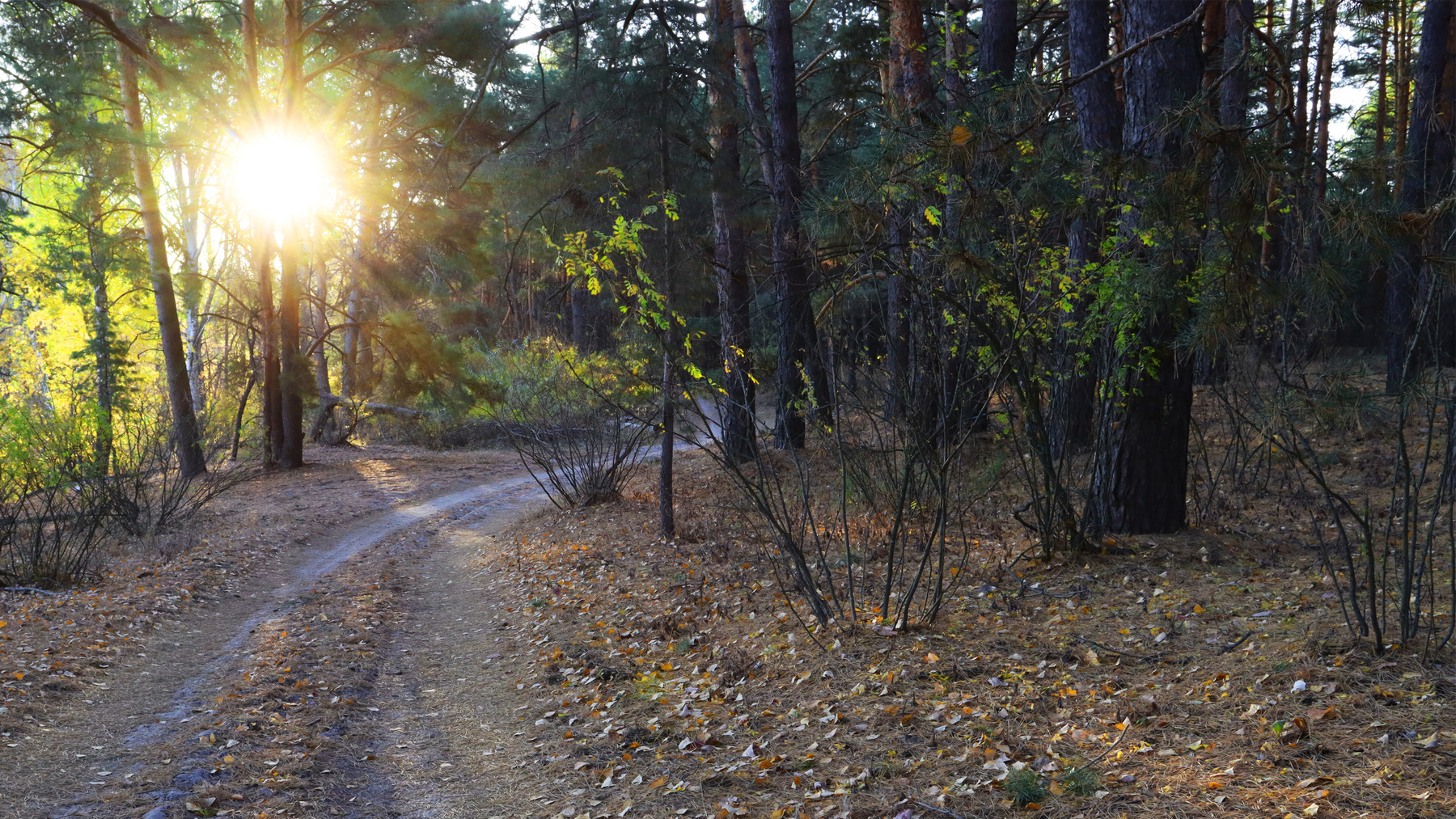 Утреннее солнце на лесной дороге Лесная дорога восход солнца лес солнечные лучи опушка на краю леса природа пейзаж утреннее солнце лесная
