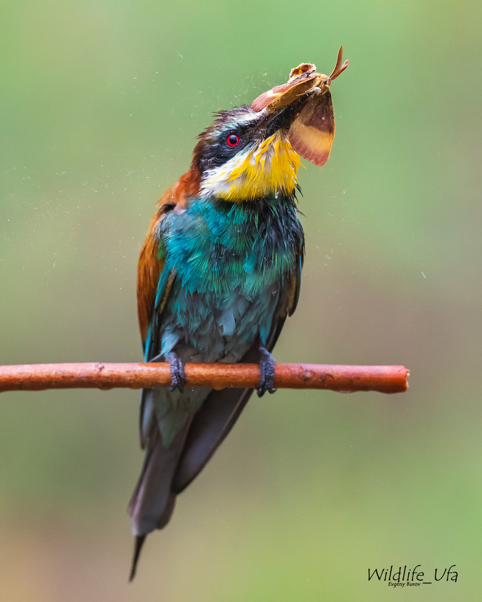 После дождя Золотистая Щурка European Bee-eater Merops Apiaster Уфа