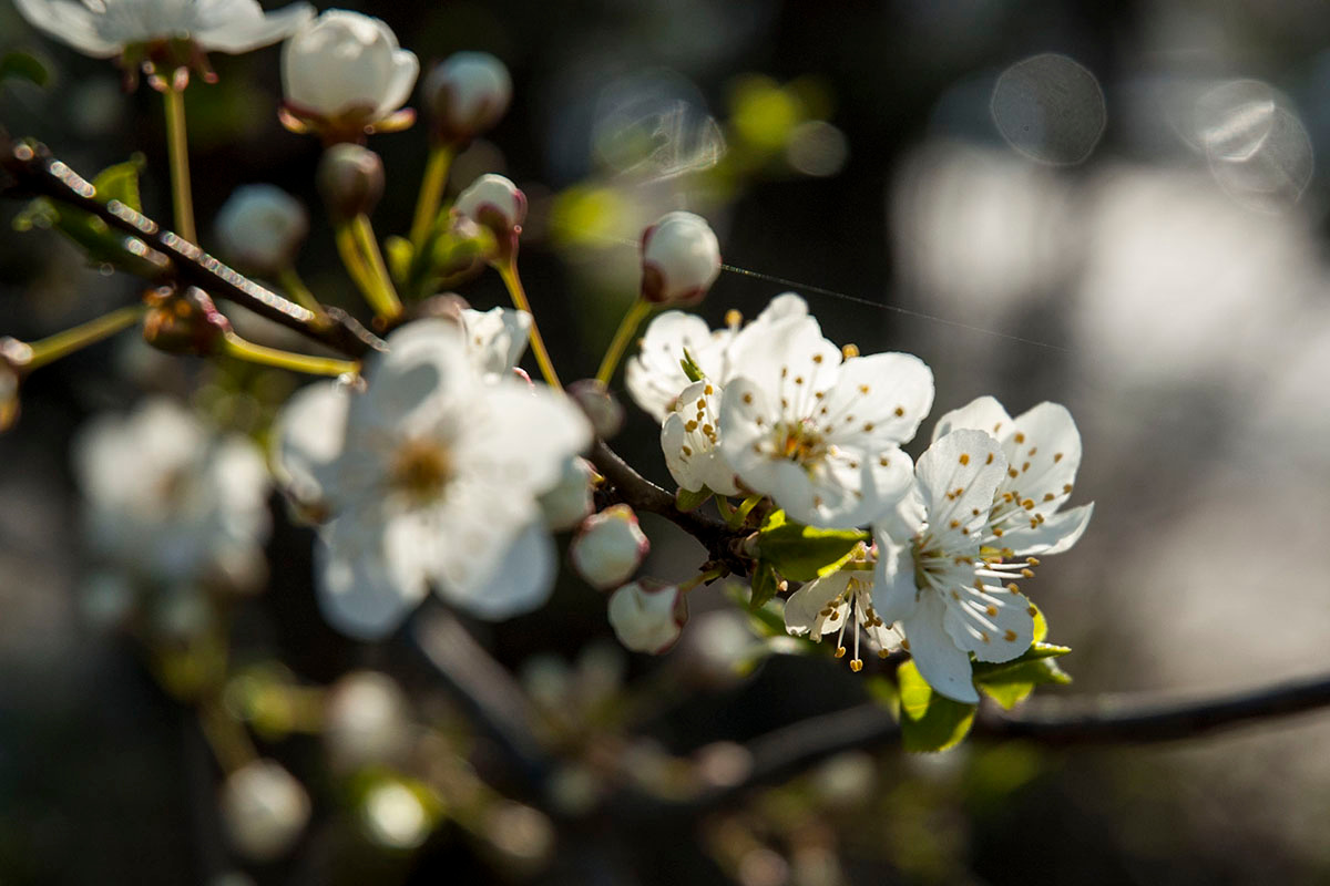 Алыча. цветы весна