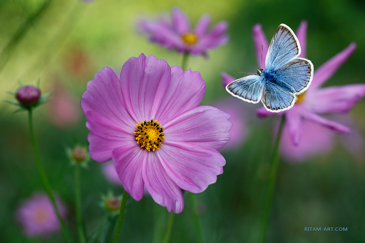 Встреча влюбленных / Meeting of the Beloved бабочка цветок цветы голубянка Lycaenidae космея Cosmos Ритам Мельгунов стихи поэзия Ritam Melgunov poetry