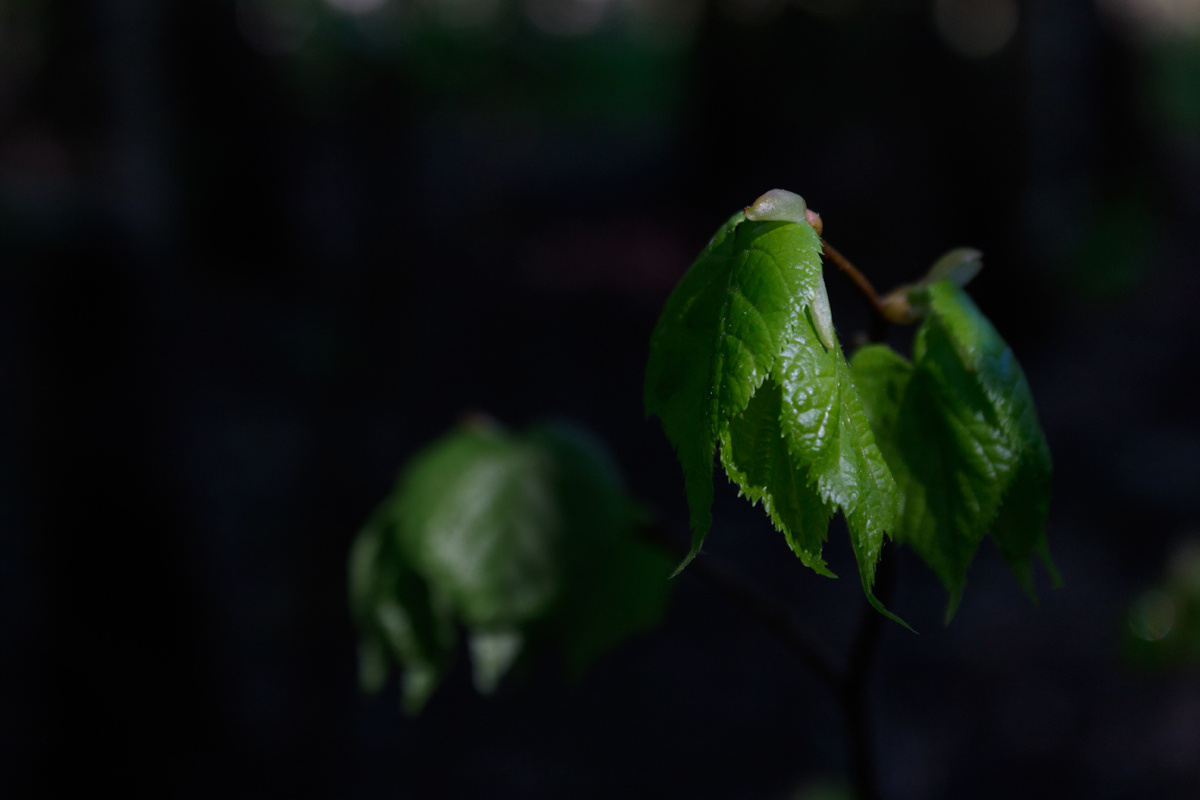 Лиственный портрет листья лес лето весна темнота утро