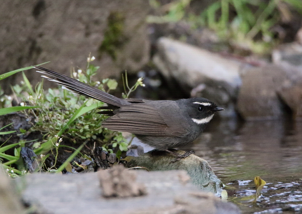 White-throated Fantail 